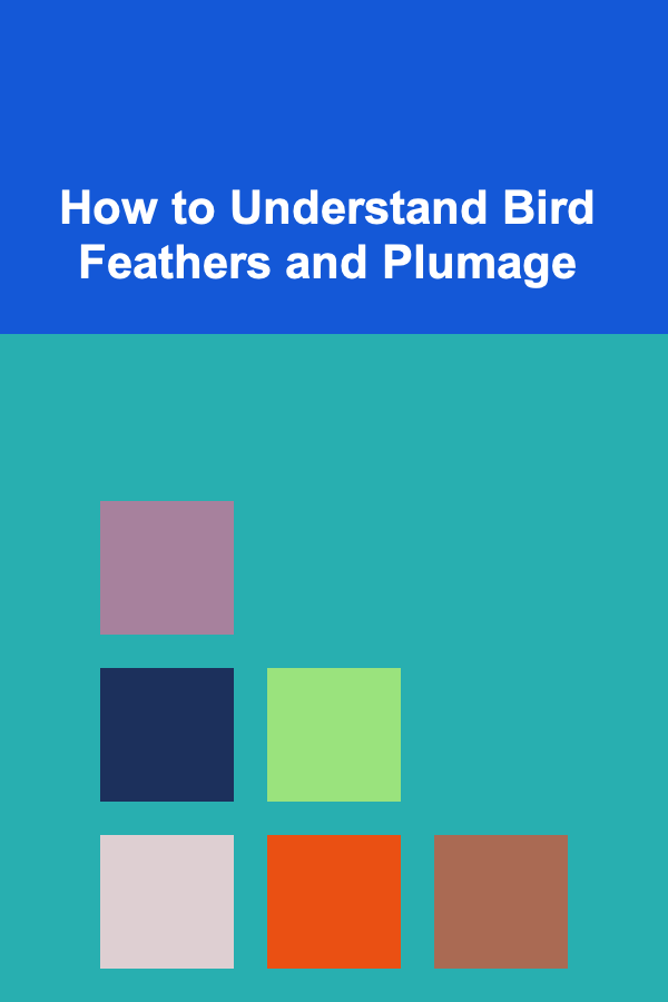 How to Understand Bird Feathers and Plumage