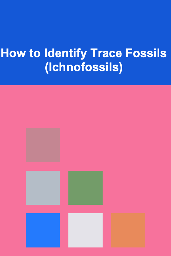 How to Identify Trace Fossils (Ichnofossils)