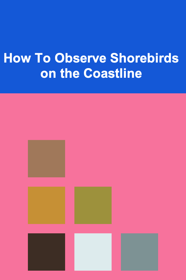 How To Observe Shorebirds on the Coastline